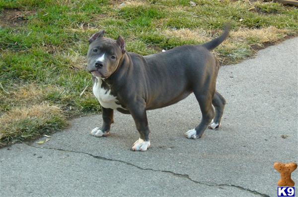 Dogs for Sale in MI